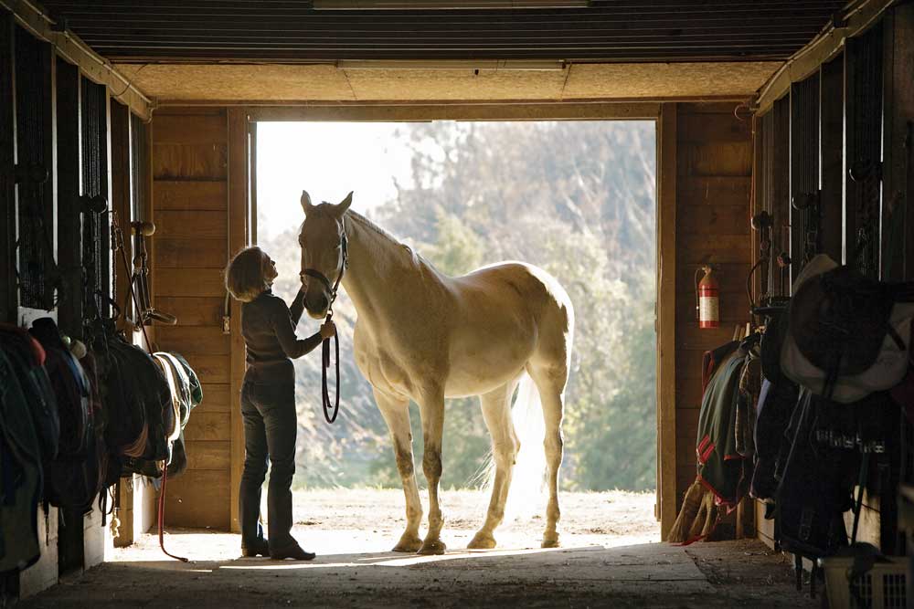 the impacts of metal on your horse