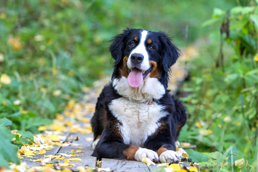 Does your dog have osteochondrosis?