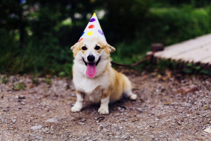 birthday dog