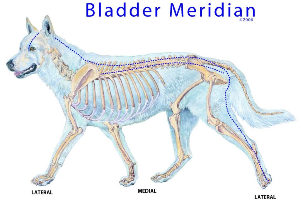 Bladder Meridian