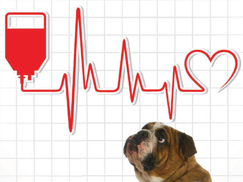 Can your dog donate blood?