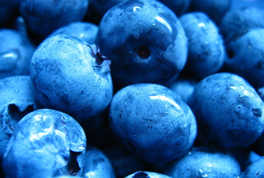 blueberries for dogs