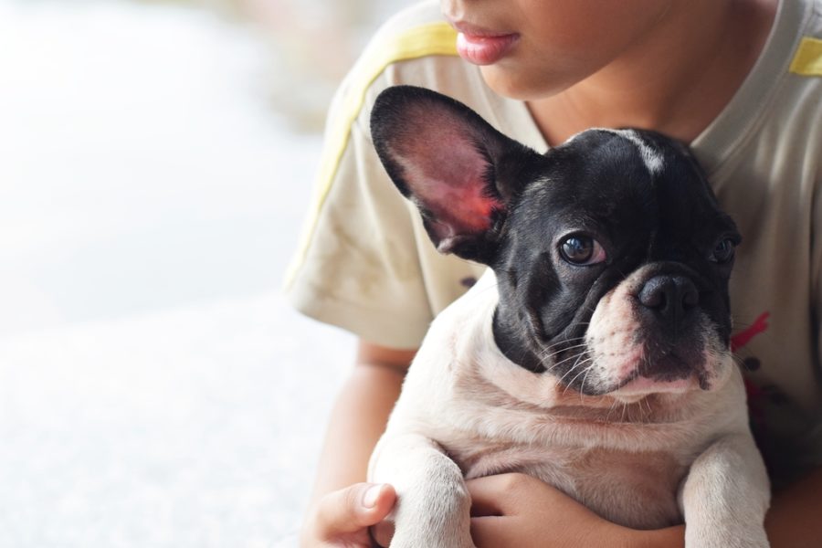 Zoonoses: can your dog make you sick?