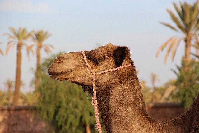 Health benefits of camel milk for dogs