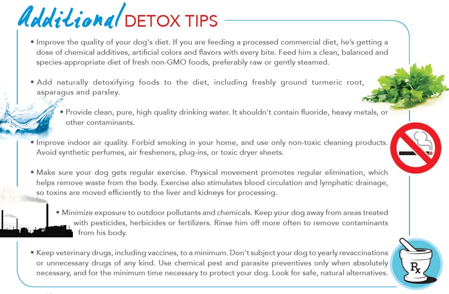 canine liver detox tips