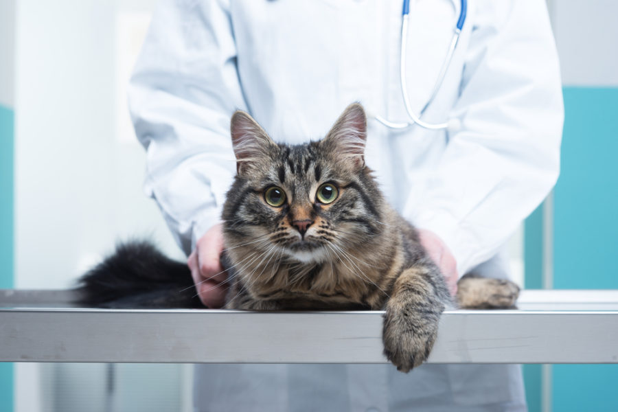 New feline anesthesia guidelines