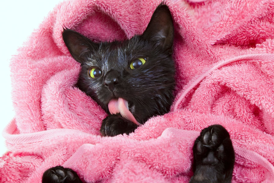 Take the stress out of bathing your cat