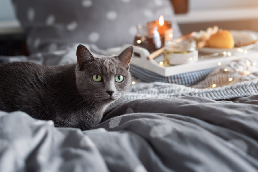 candle safety for cats and dogs