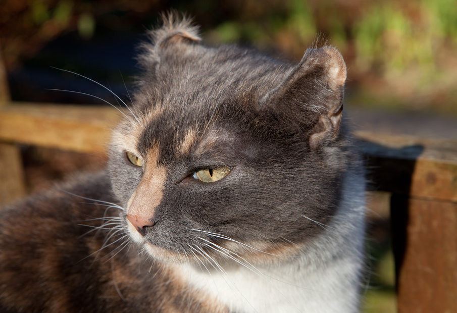 Cauliflower ear in cats