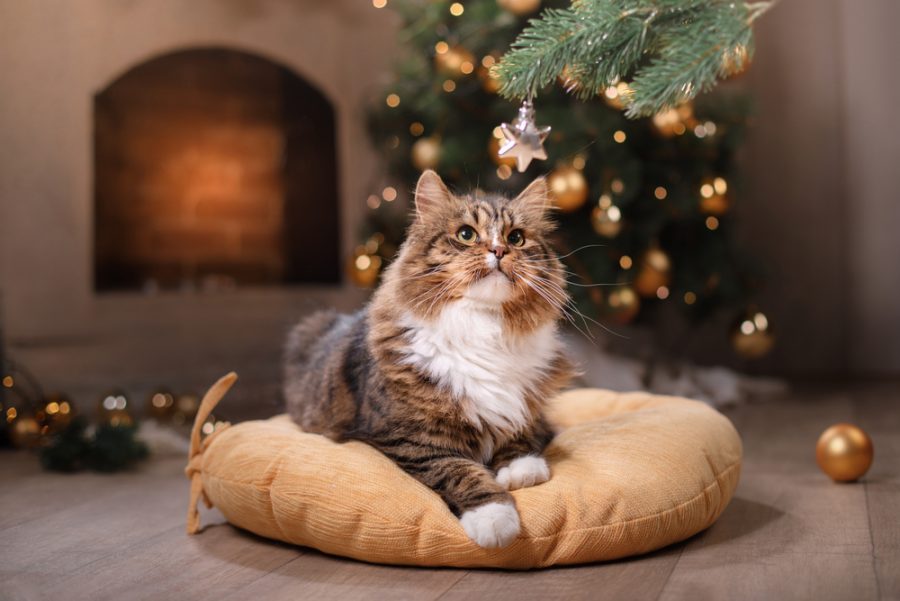 stress-free holidays for cats