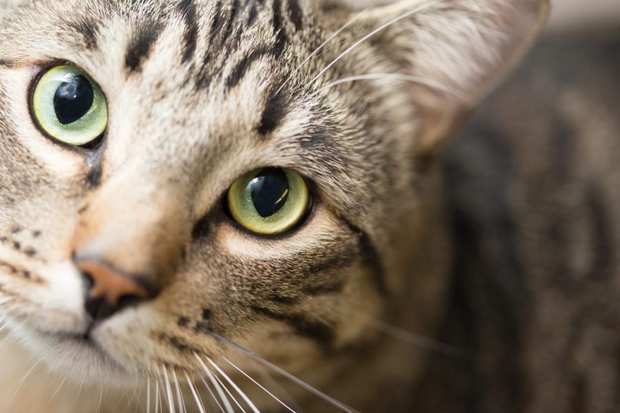 Cognitive dysfunction in cats