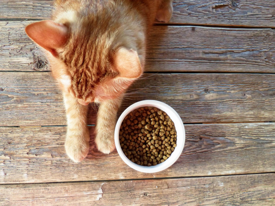 Why cats can't thrive on kibble