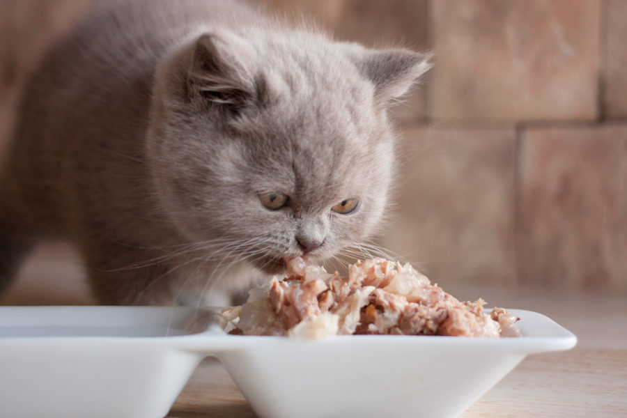 Essential fatty acids for felines