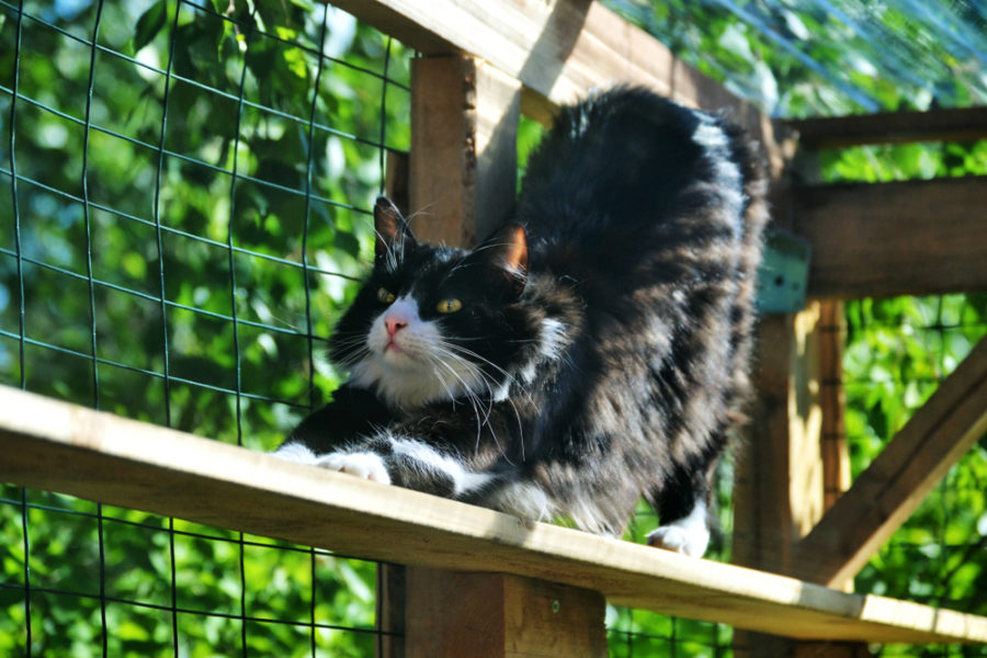 Benefits of an outdoor cat enclosure