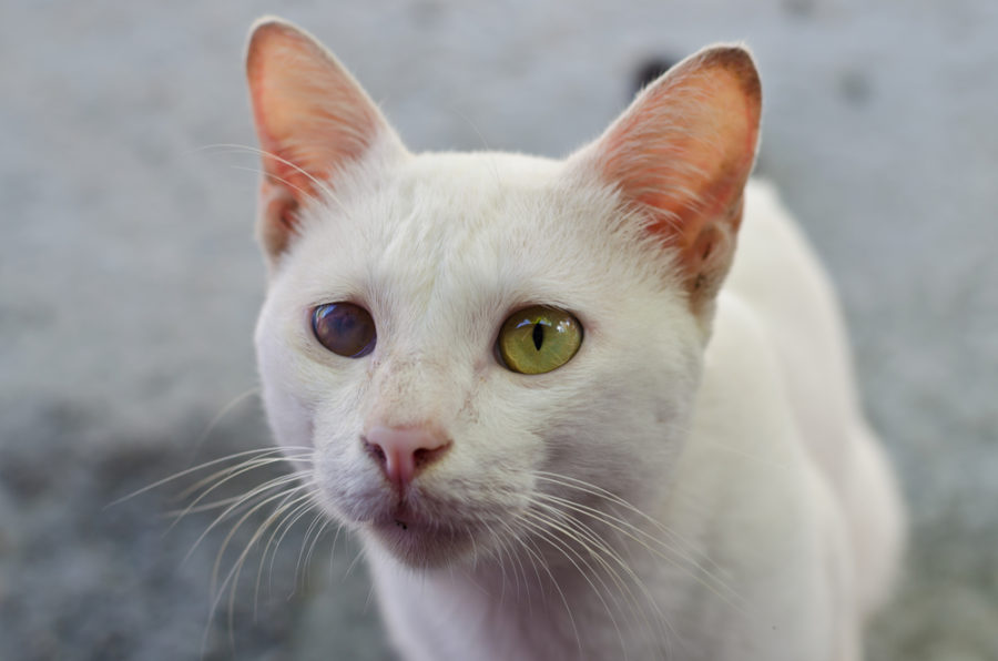 Cataracts in cats