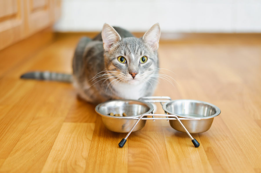 How to feed a picky cat with kidney failure