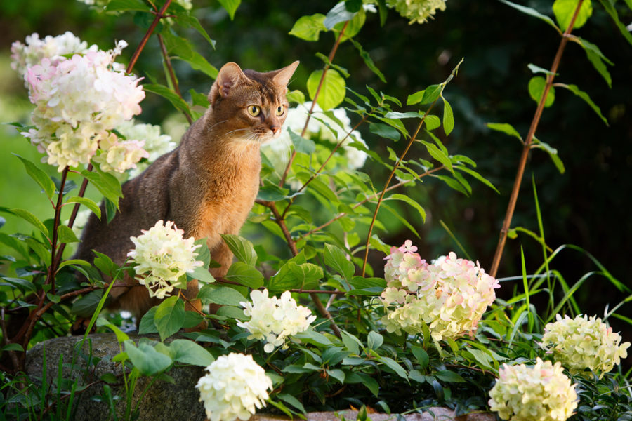 How to plant a cat-friendly garden