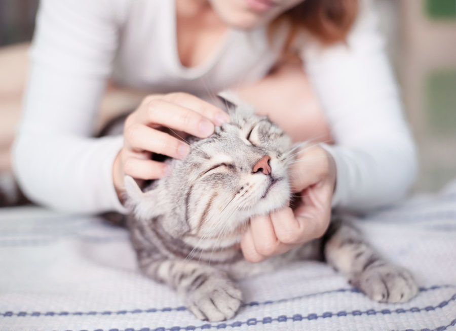 8 ways to keep indoor cats happy and healthy