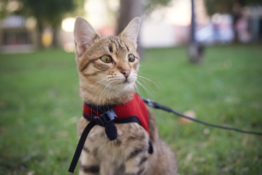 Make your own cat harness