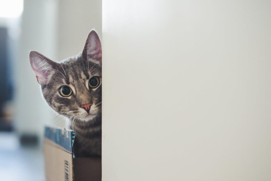 Why do cats hide?