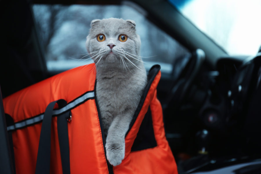 Traveling with cats