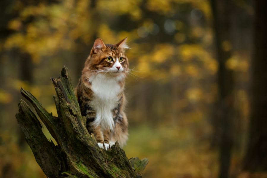 Can cats get Lyme disease?