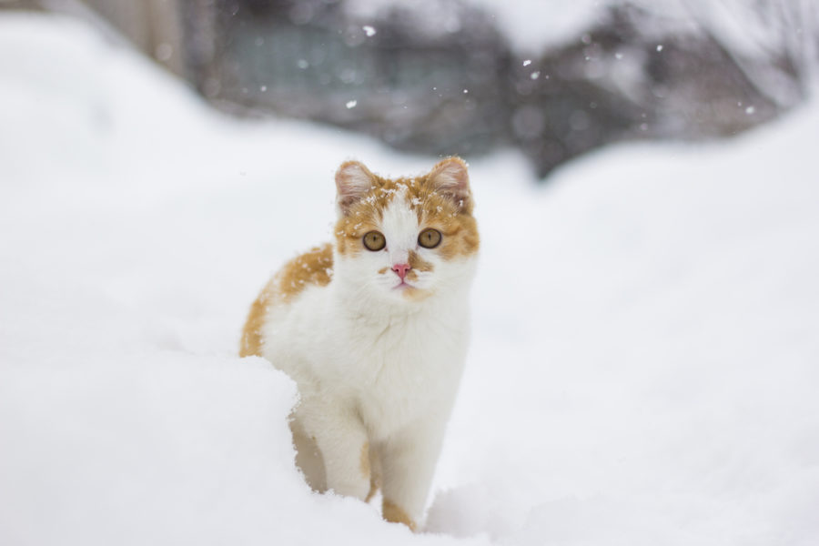 Winter safety for your cat