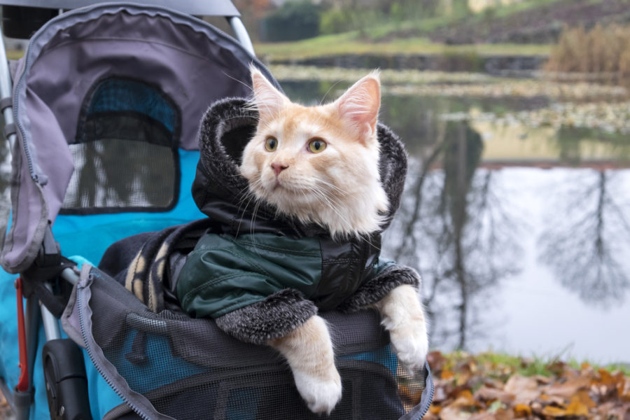 Should you buy a pet stroller for your cat?