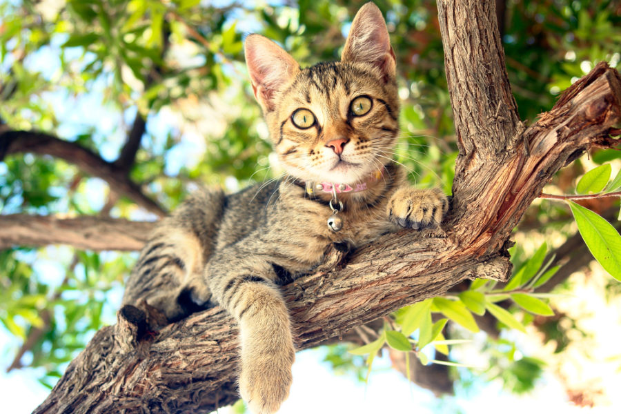 Tips for a cat-friendly summer