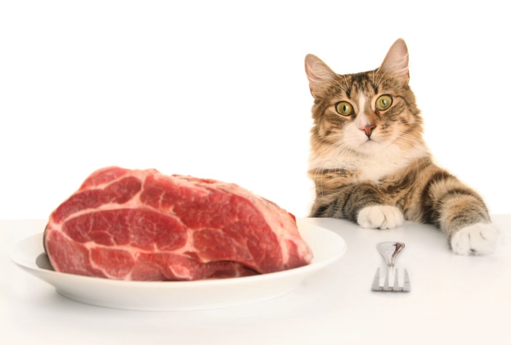 why cats can't be vegetarian