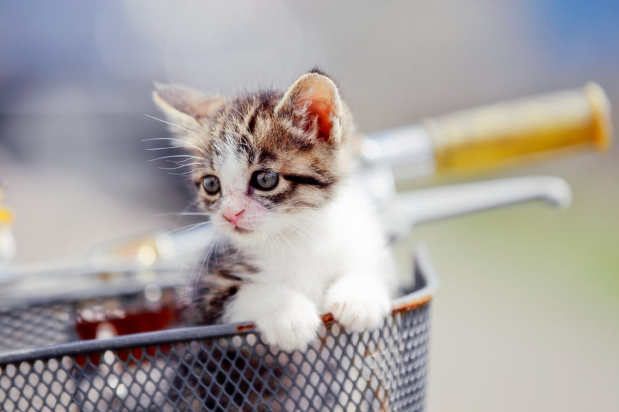 Take your cat on a bike ride!