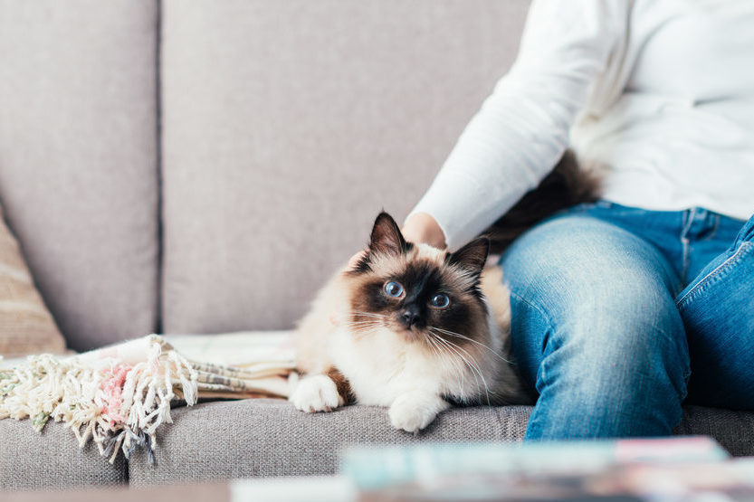 How to make your living space more cat-friendly