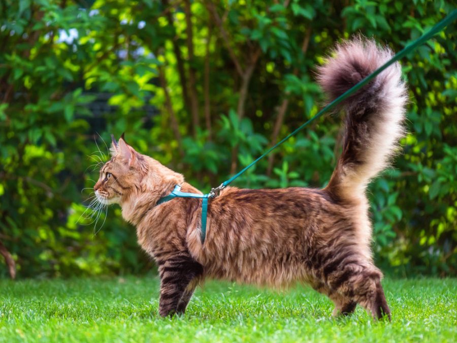 walking your cat