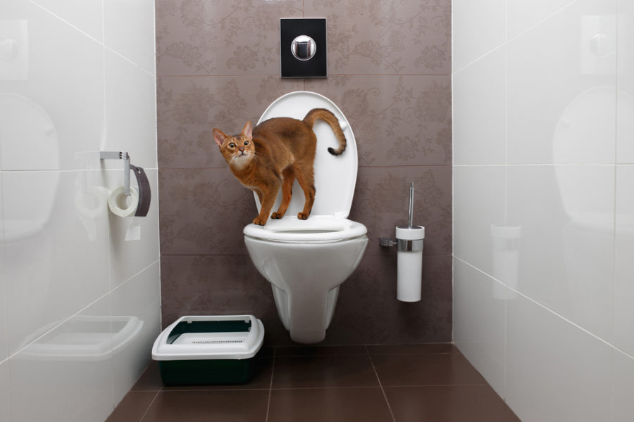 How to toilet train your cat