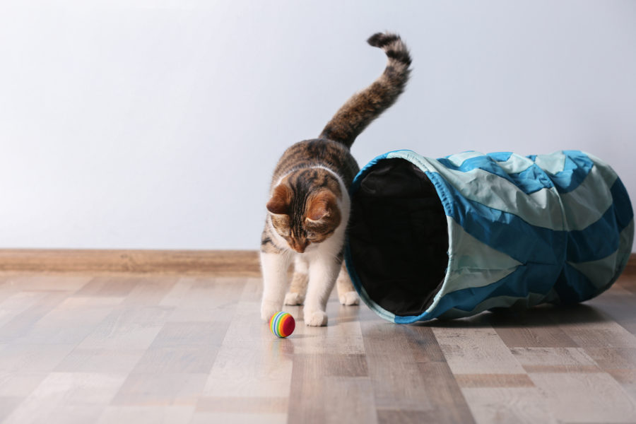 Feline fitness — 10 ways to keep tabby trim