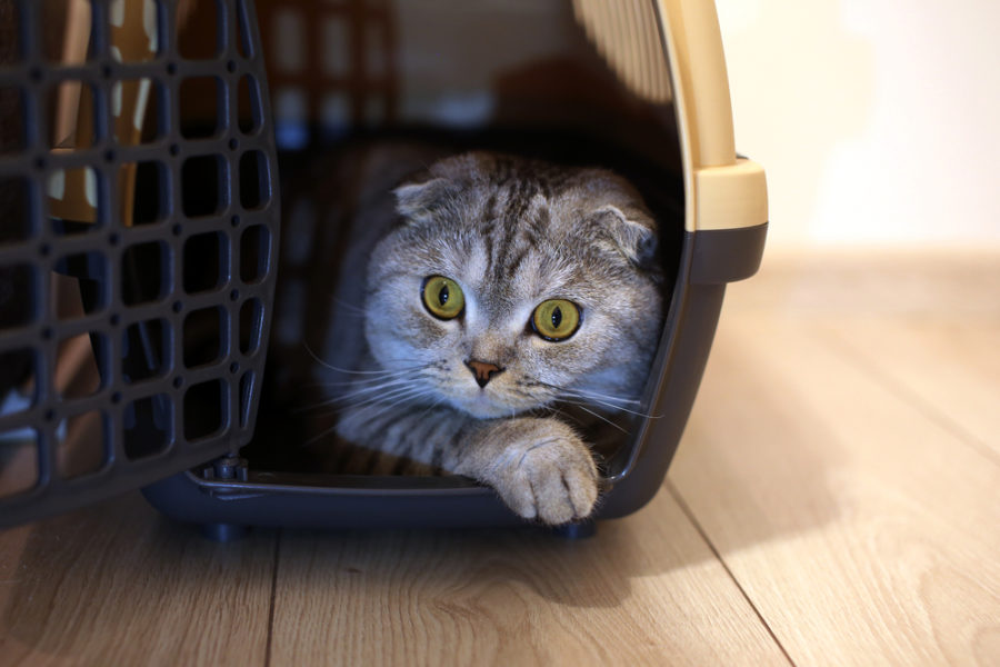 How to prepare your cat for an emergency