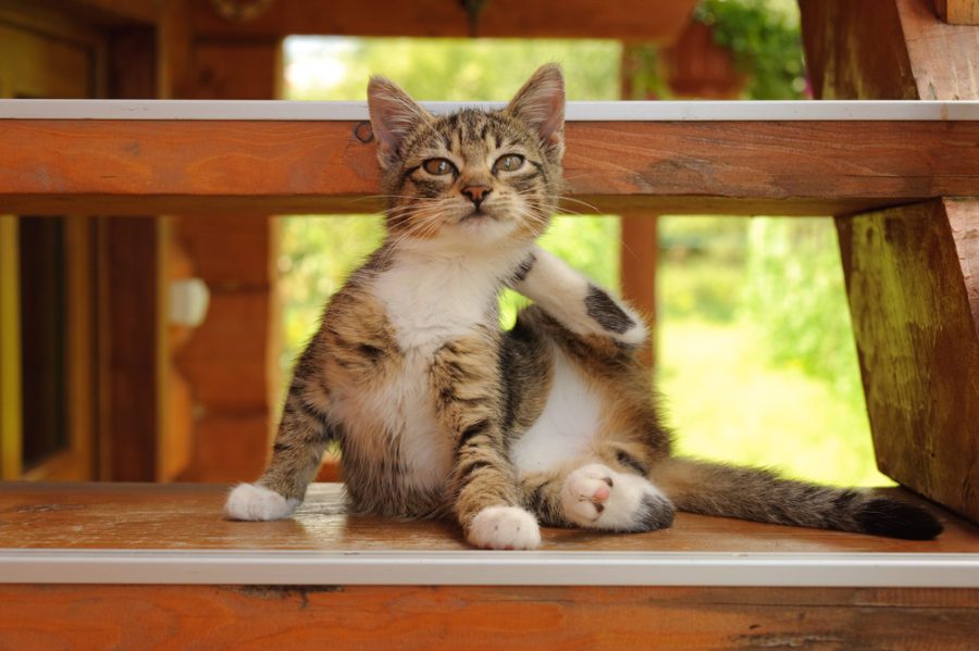 acupressure for feline allergies