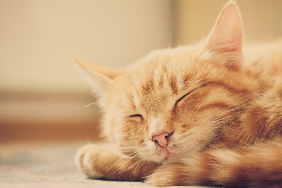 Cat rescues merge to save more felines in need