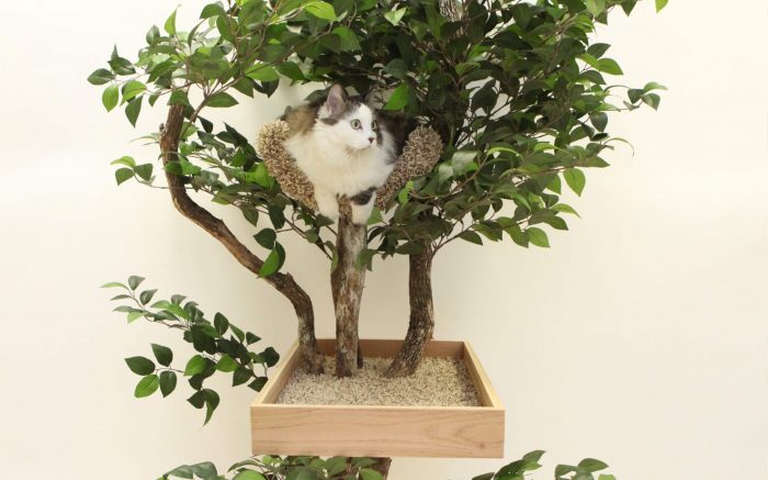 cat trees