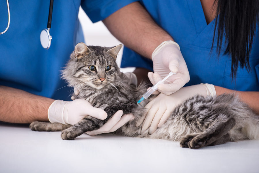 Titer testing in cats