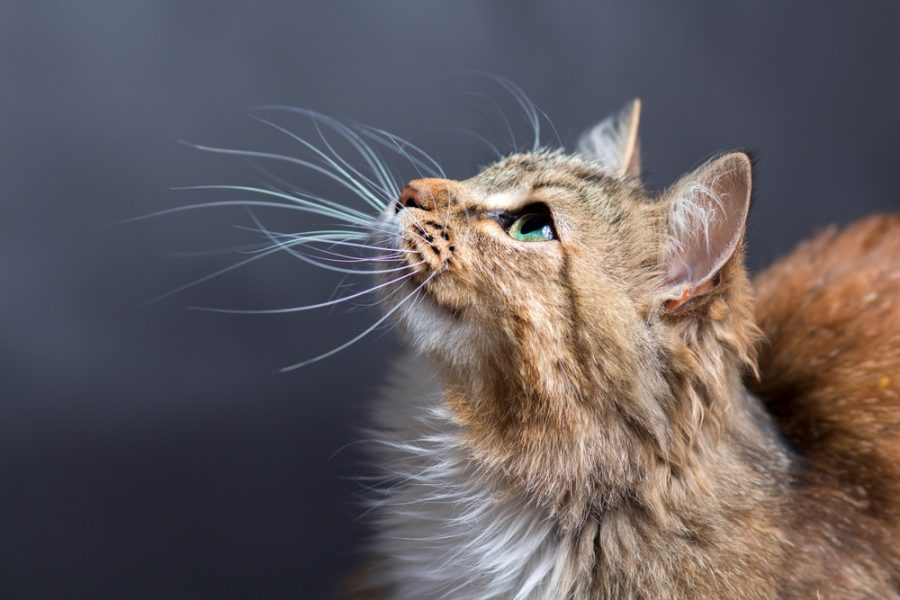 whisker stress in cats