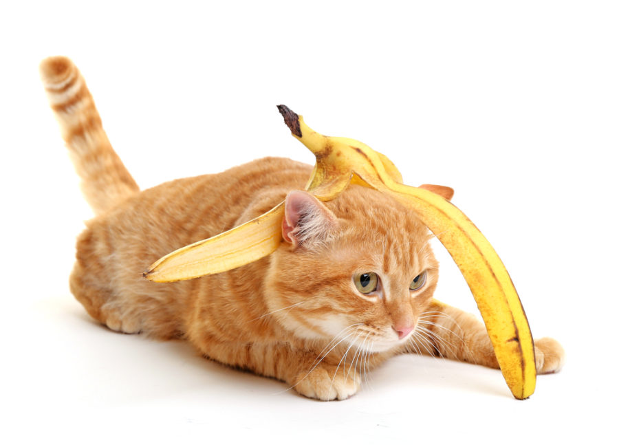 Veggies and fruits you can share with your cat