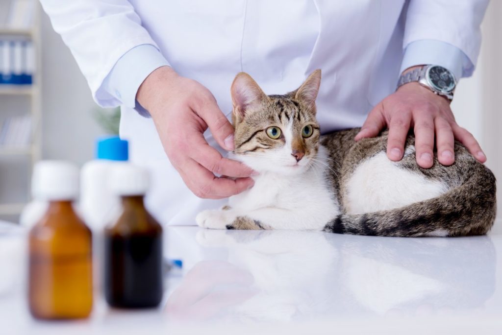 An integrative approach to chronic kidney disease (CKD) in cats