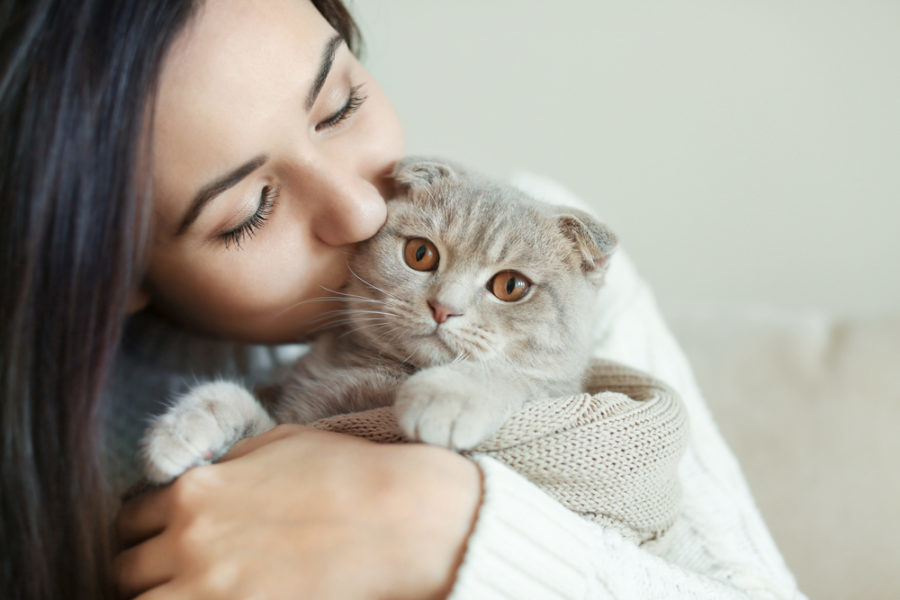 Choosing the right cat breed for your personality