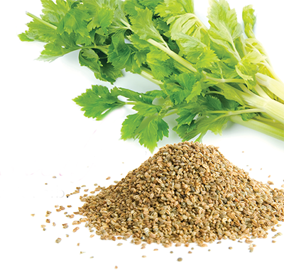 Celery seed for horses