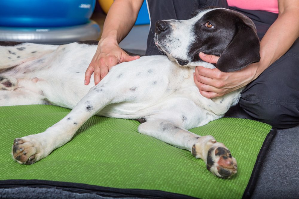 chiropractic care can make dogs and cats happier