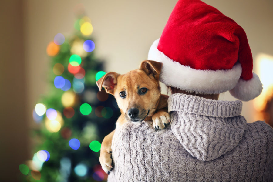 Top 8 holiday tips for pet parents