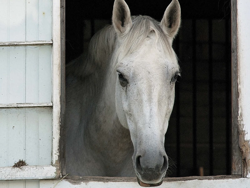 claustrophobic horse