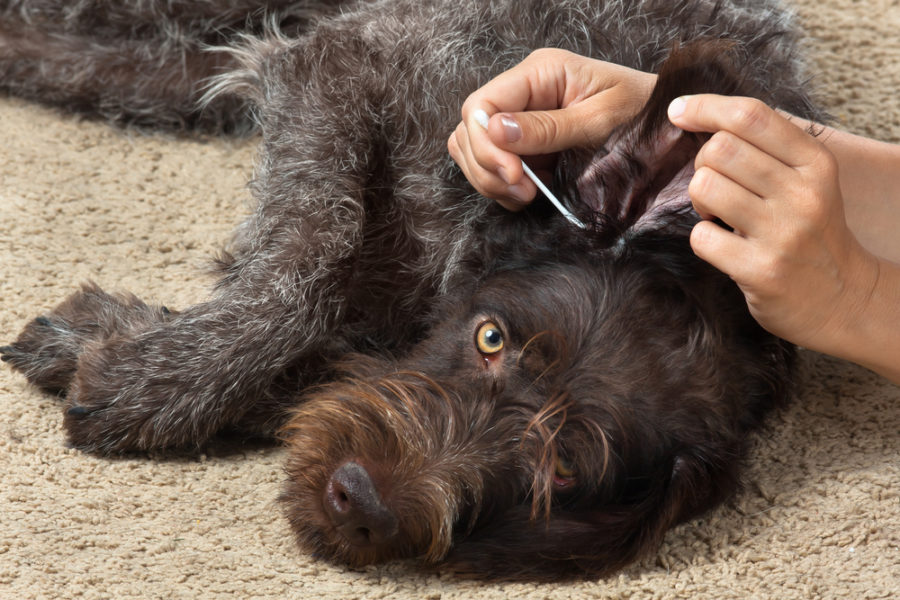 Keep your dog's ears clean