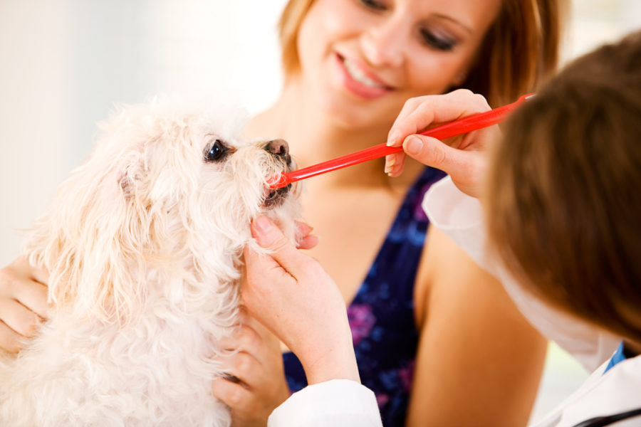 Anesthesia-free dentistry for dogs